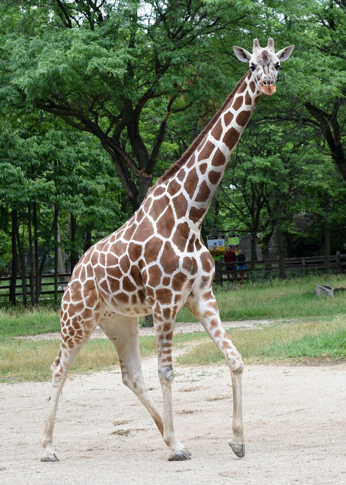 Tall order of fun Giraffe Jasiri celebrates 20th birthday at Brookfield Zoo Chicago